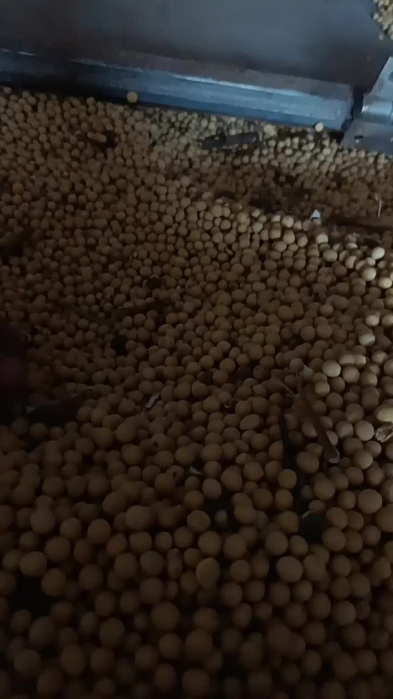出售大豆