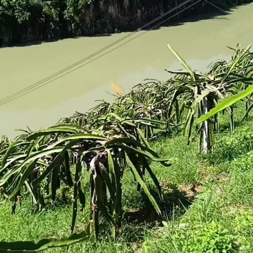 火龙果