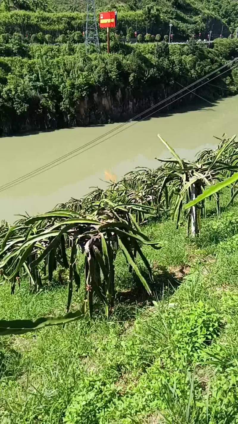 火龙果