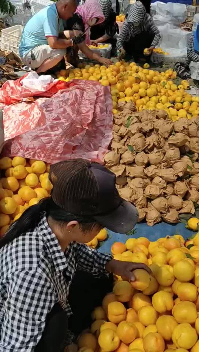 8-8精品黄油桃大量有货，有需要的抓紧了