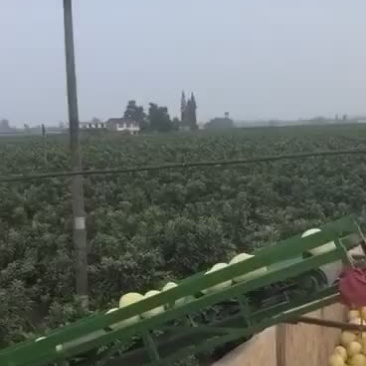 蜜柚上市速来咨询15858691999价格详谈