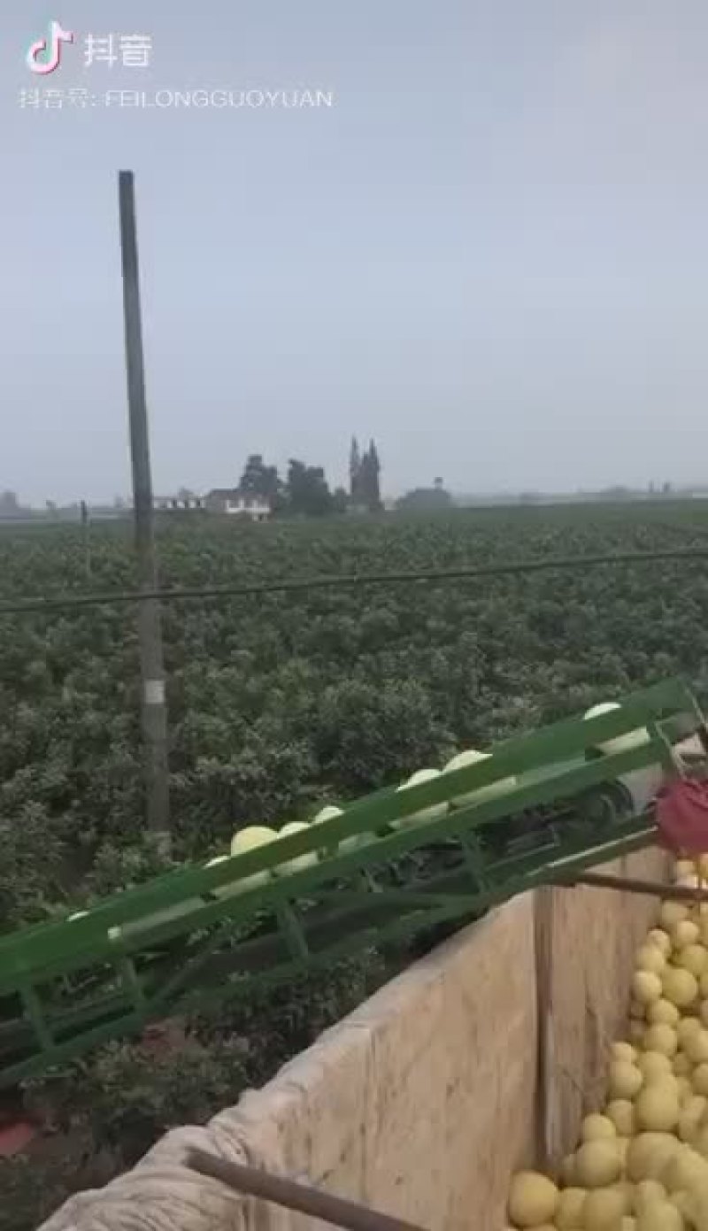 蜜柚上市速来咨询15858691999价格详谈