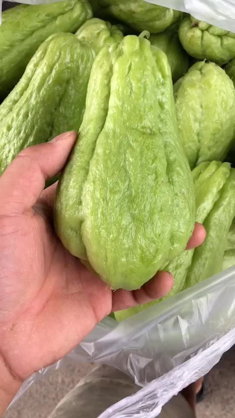 高山福寿瓜、土儿瓜、洋丝瓜
