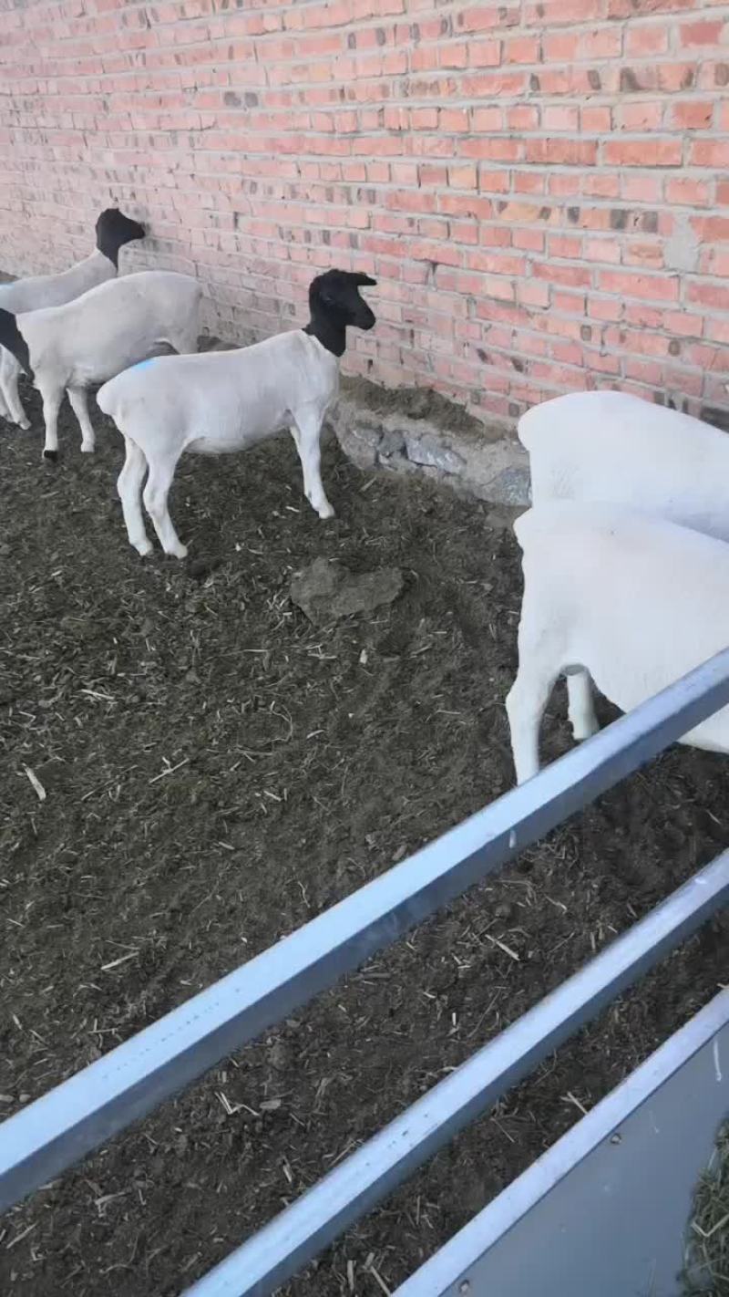 品种羊黑头杜波