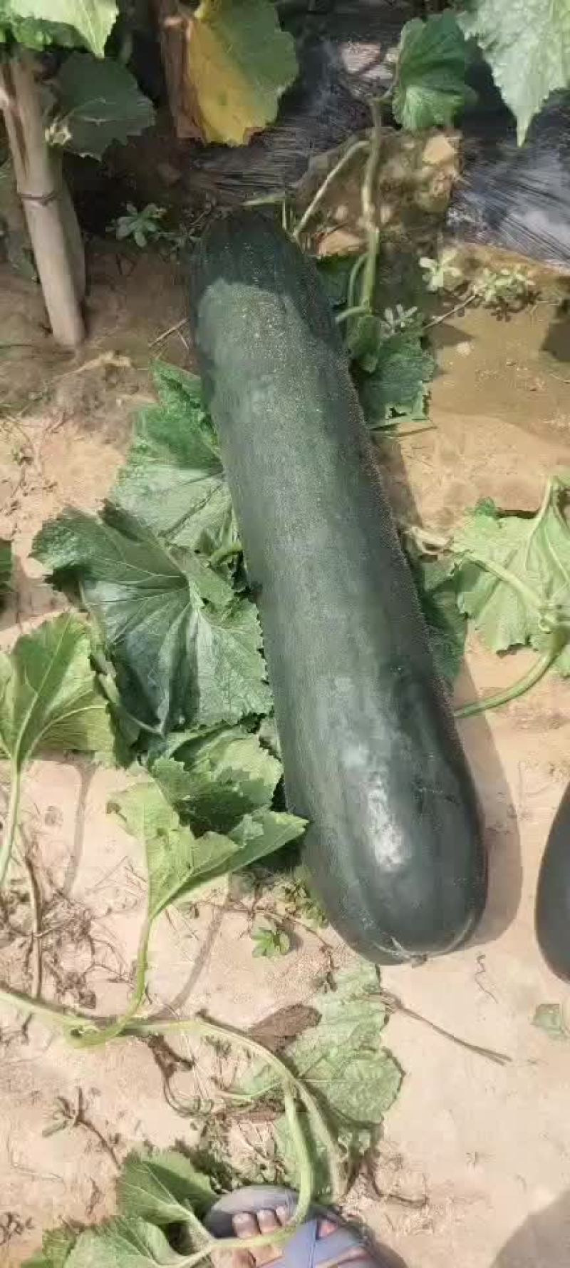 冬瓜