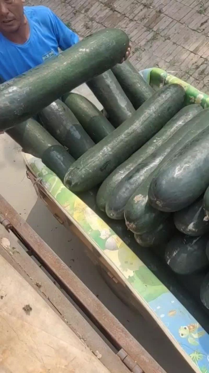 冬瓜