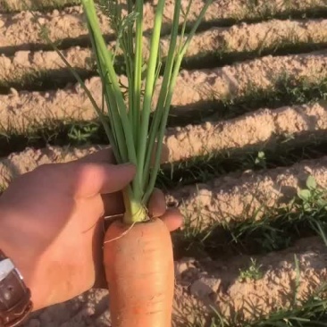 精品西蓝花大量有货，需要的联系