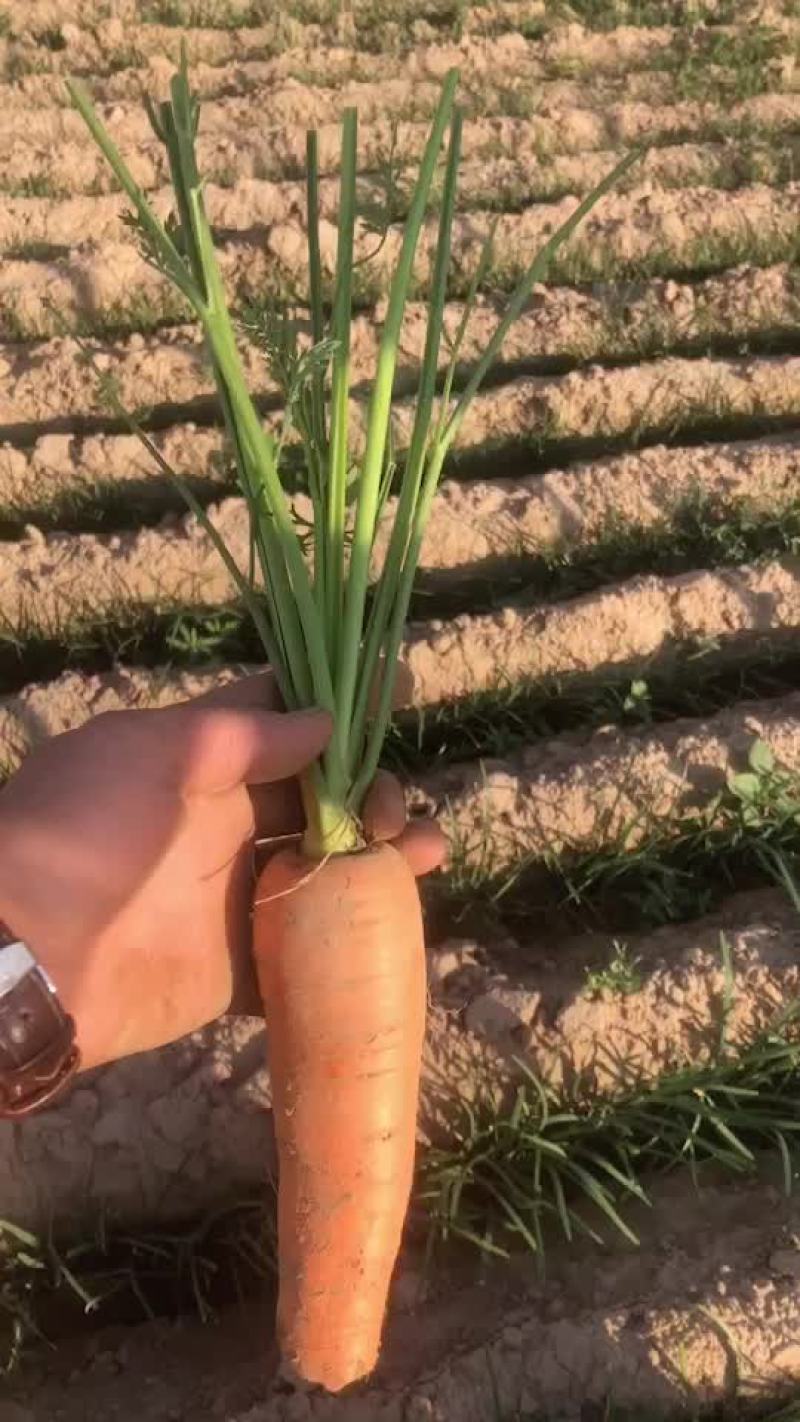 精品西蓝花大量有货，需要的联系