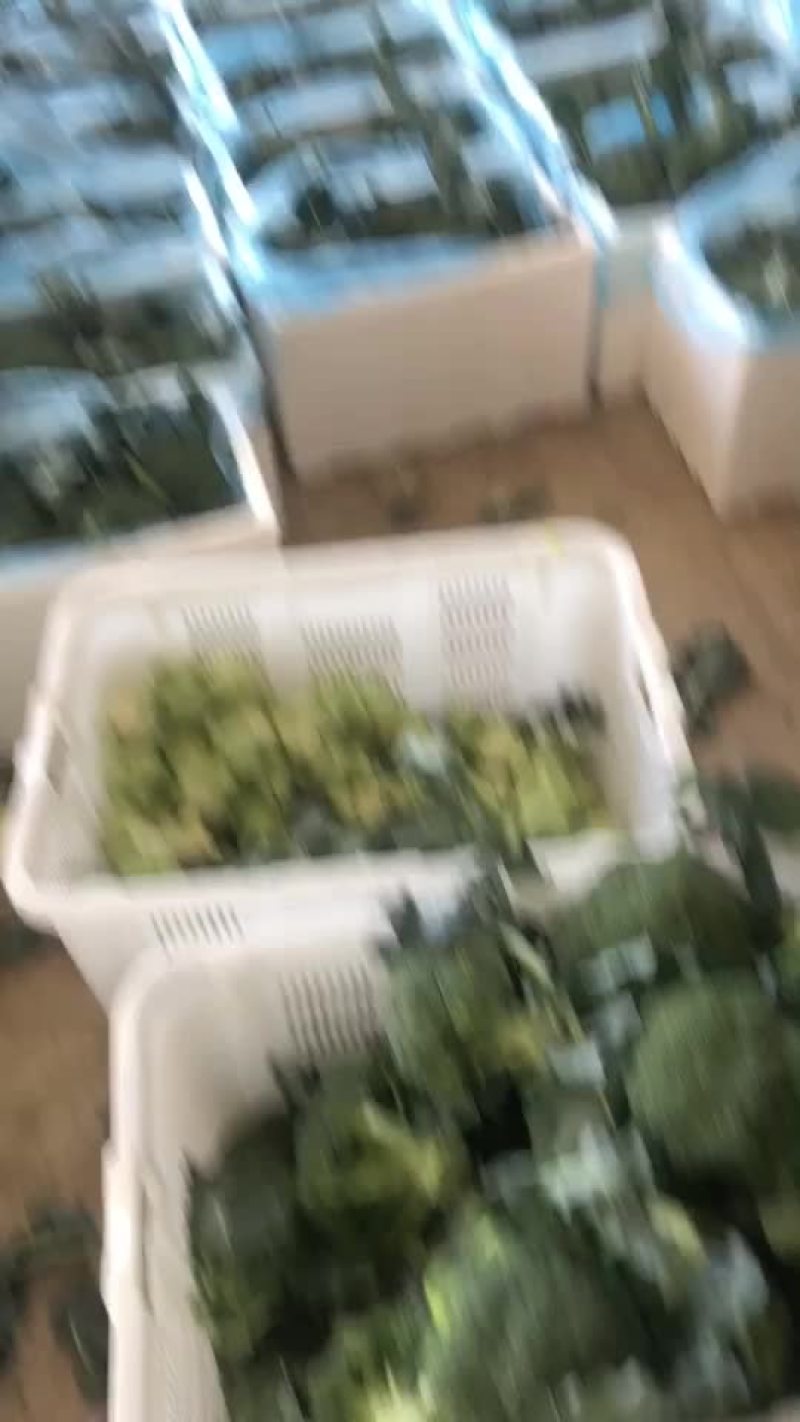 精品西蓝花大量有货，需要的联系