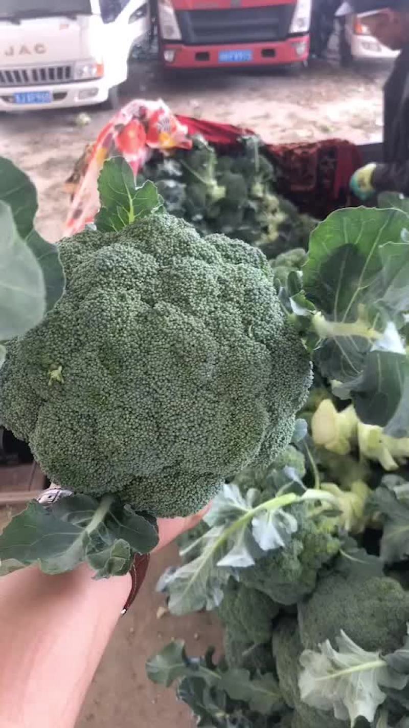 精品西蓝花大量有货，需要的联系