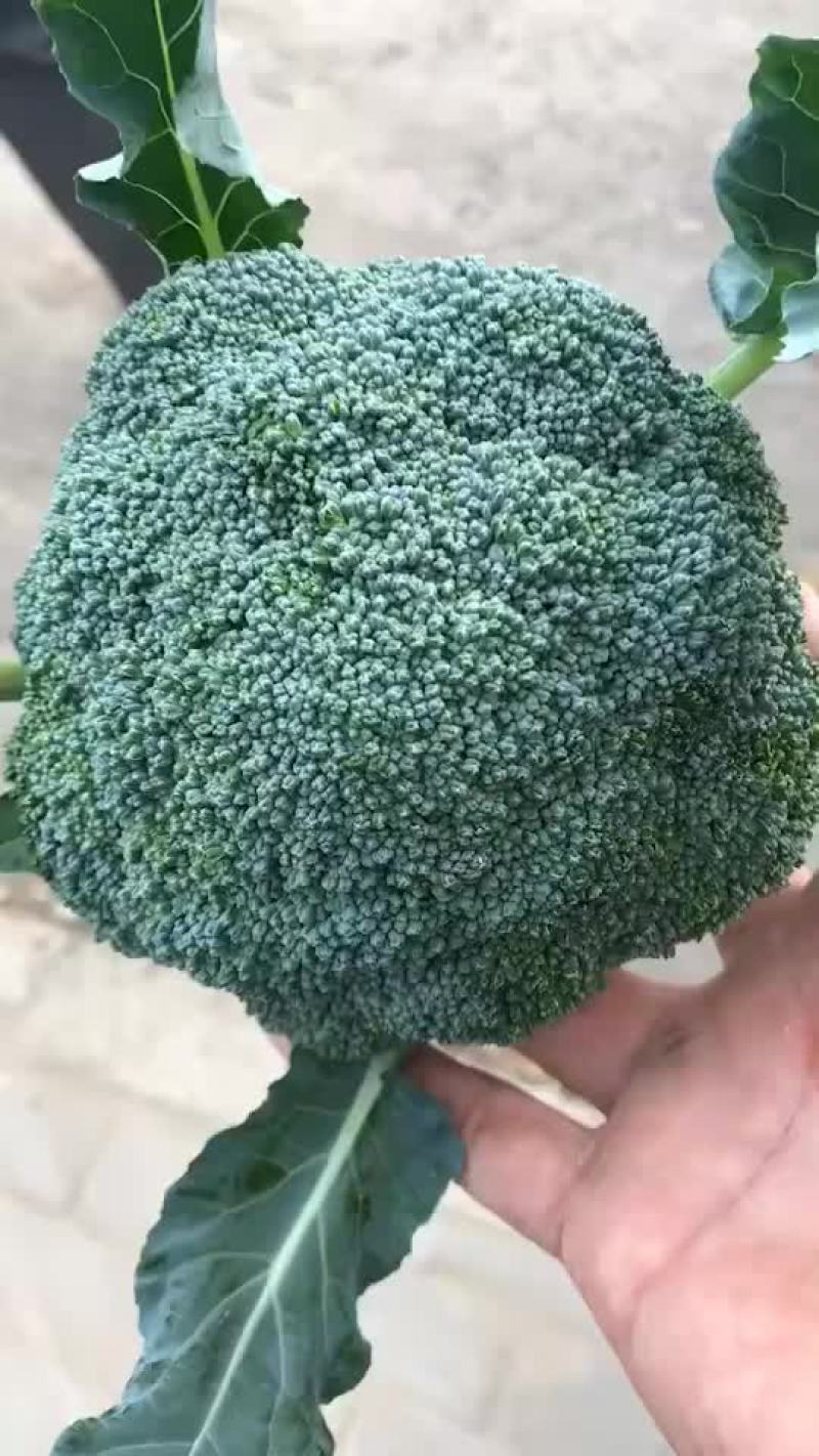 精品西蓝花大量有货，需要的联系