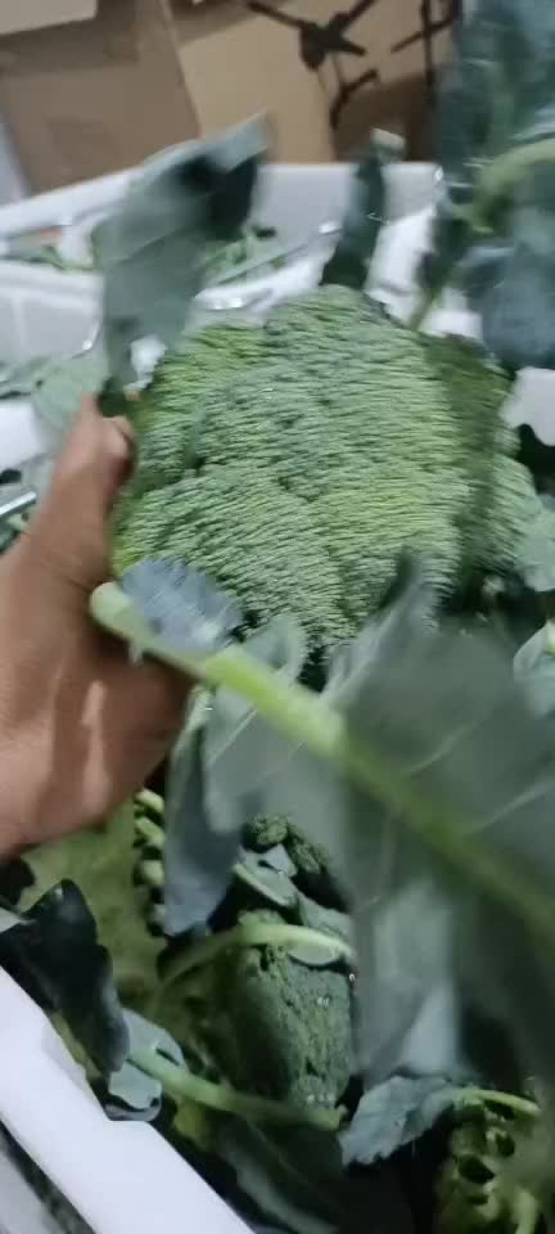 精品西蓝花大量有货，需要的联系