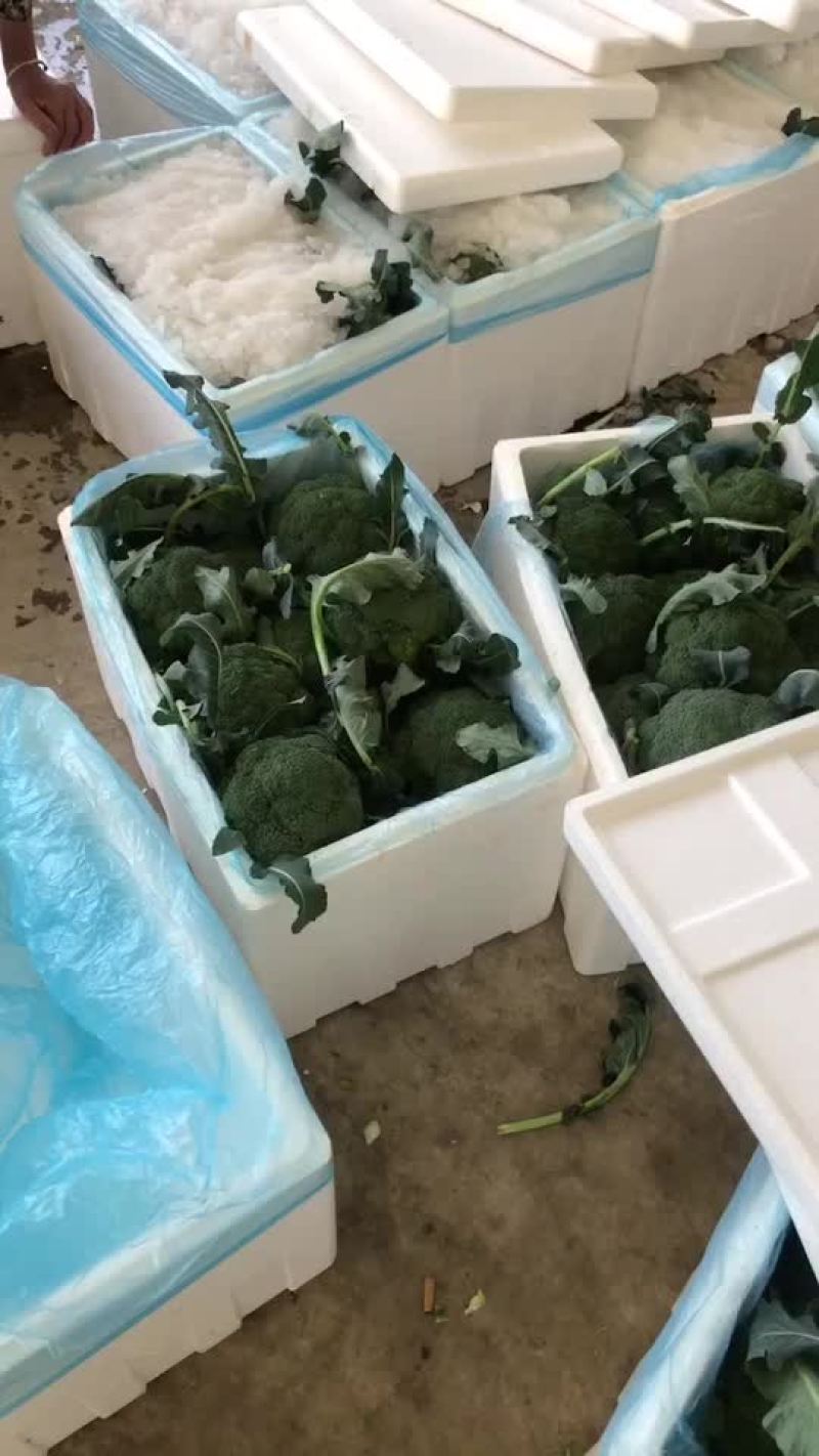 精品西蓝花大量有货，需要的联系