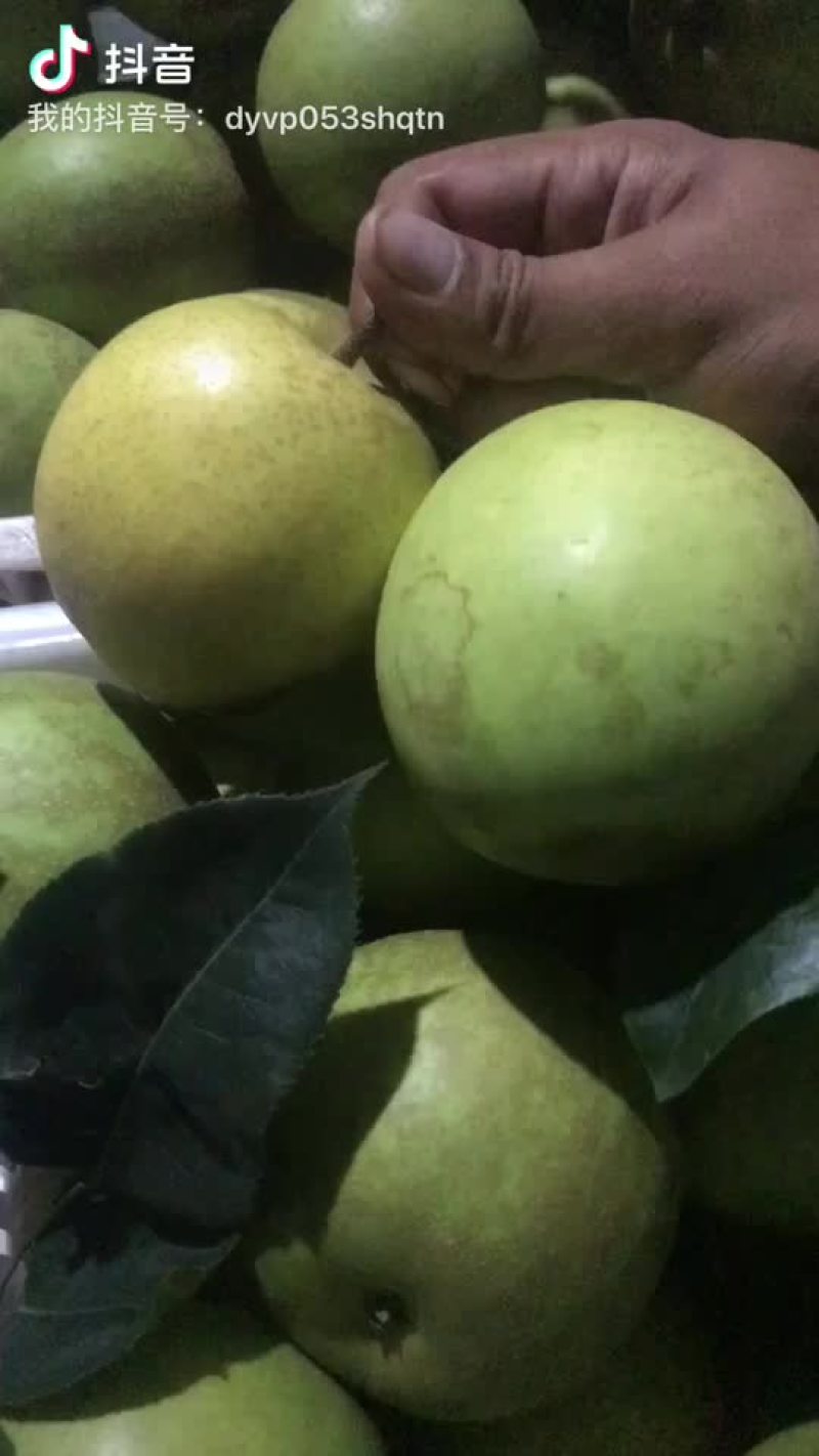 四川巴中苹果梨