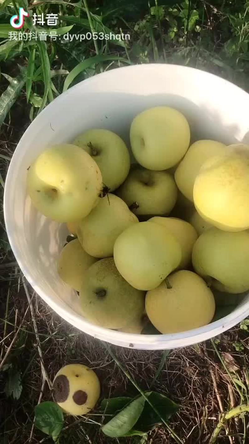 四川巴中苹果梨