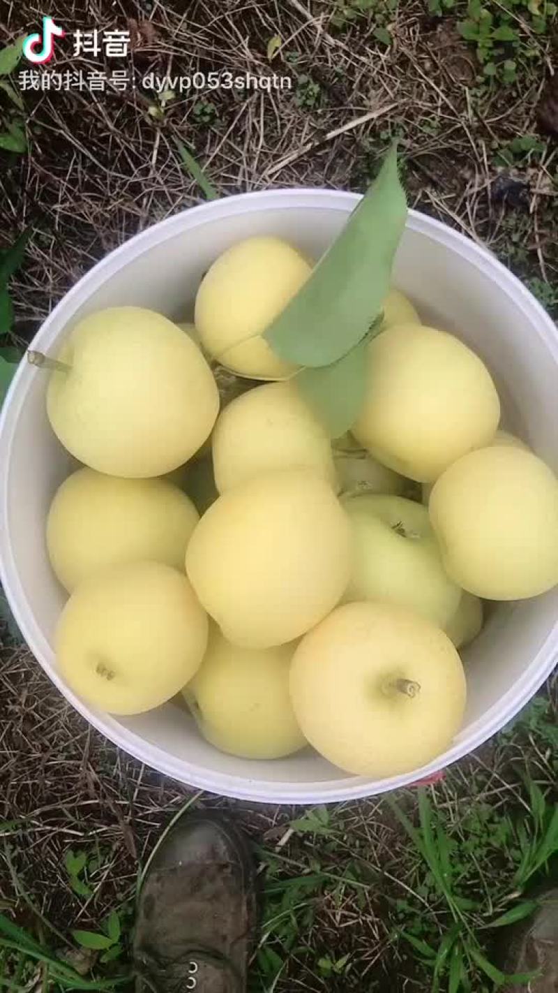 四川巴中苹果梨