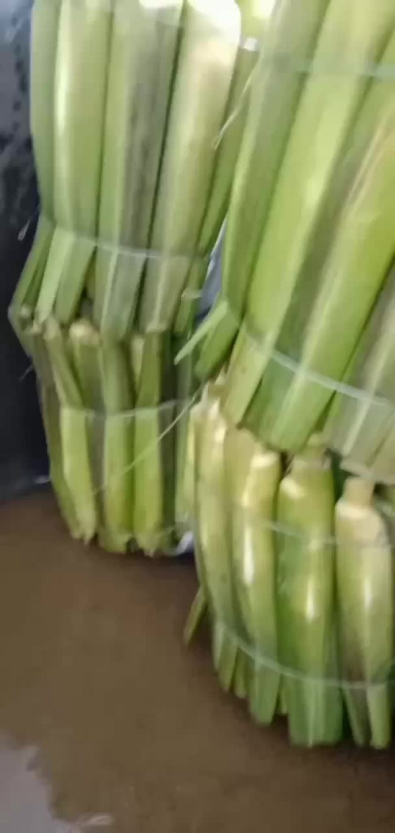 美人茭