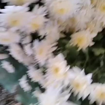 白菊、黄菊