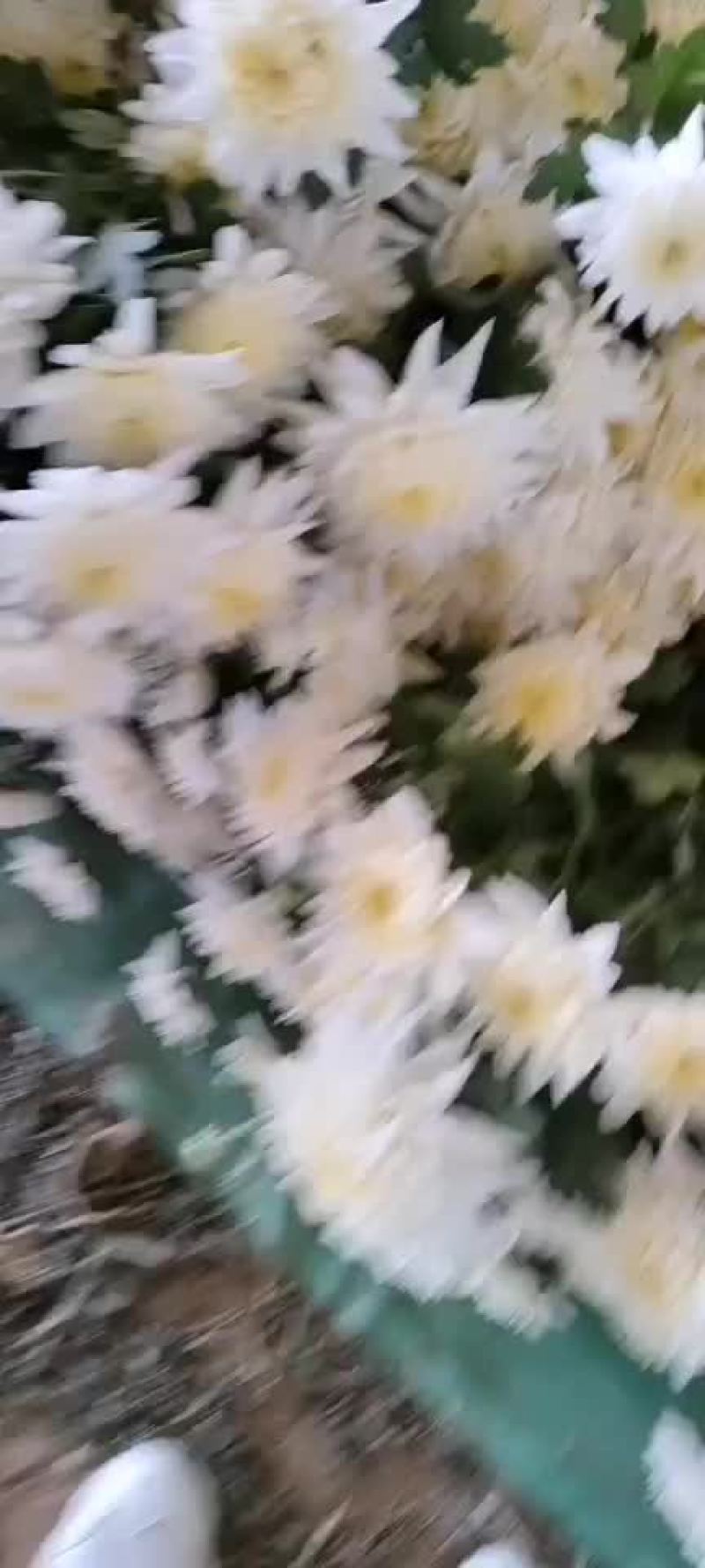 白菊、黄菊