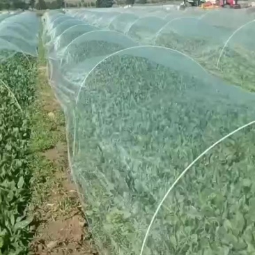 25-28公分精品菠菜大家上市了，欢迎各位老板下单。