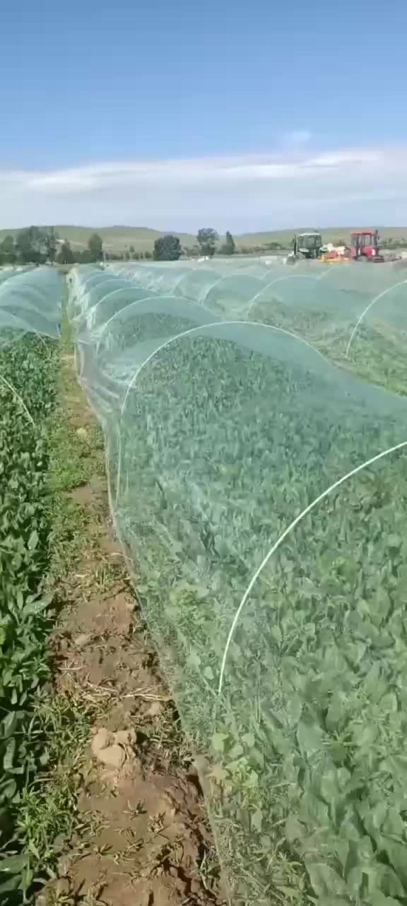 25-28公分精品菠菜大家上市了，欢迎各位老板下单。