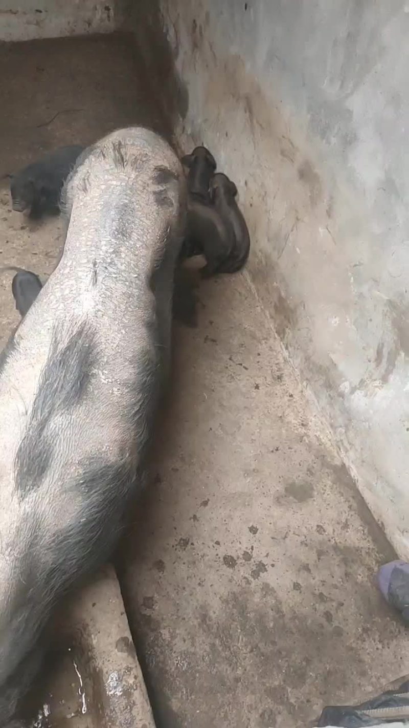 土黑猪