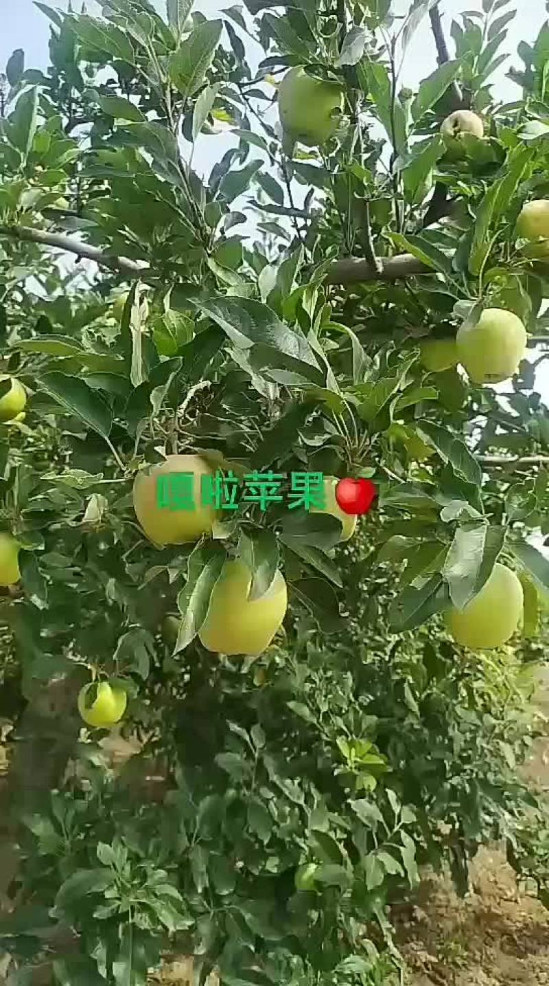 万亩果园陕西光果嘎啦苹果已经上市长年电商收货一件代发