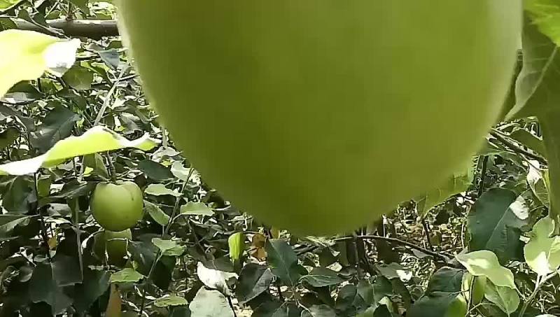 万亩果园陕西光果嘎啦苹果已经上市长年电商收货一件代发