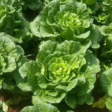 大白菜