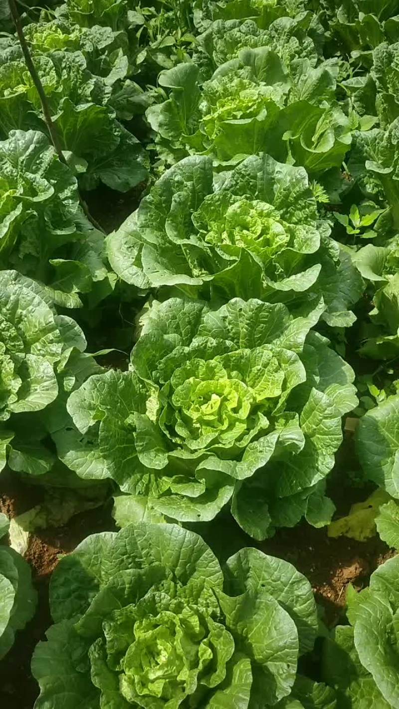 大白菜