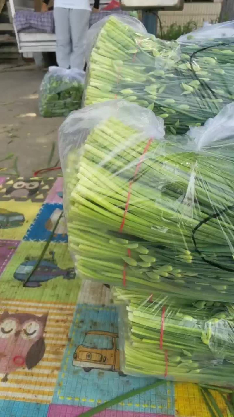 河北昌黎精品韭苔大量上市根白帽小欢迎预订