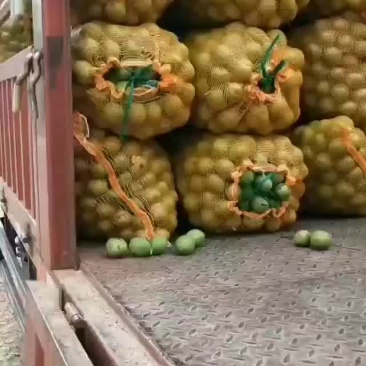 青皮核桃