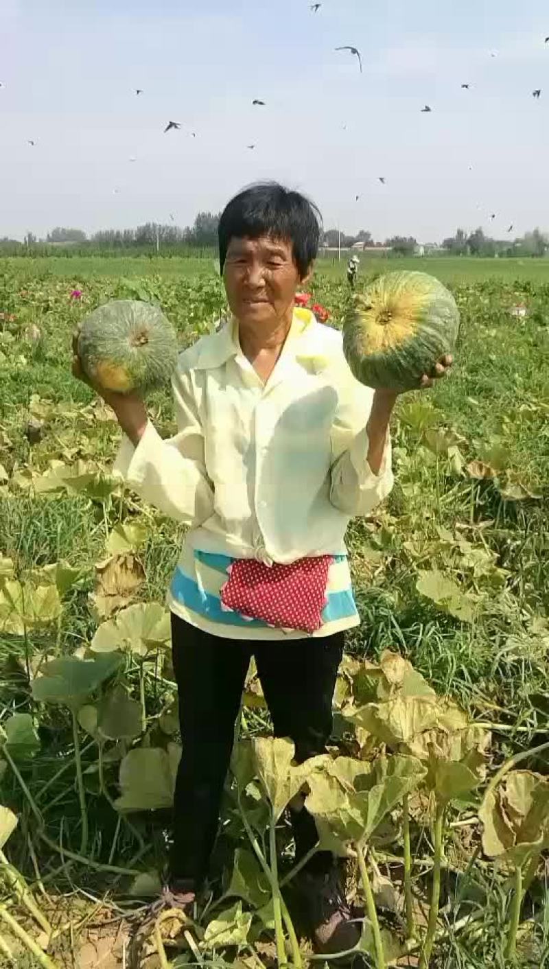 板栗南瓜。