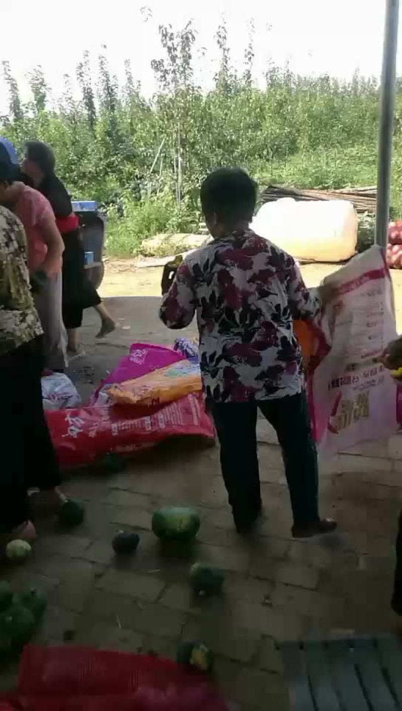 板栗南瓜。