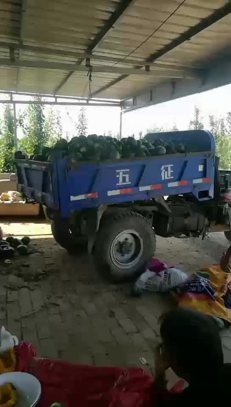 板栗南瓜。