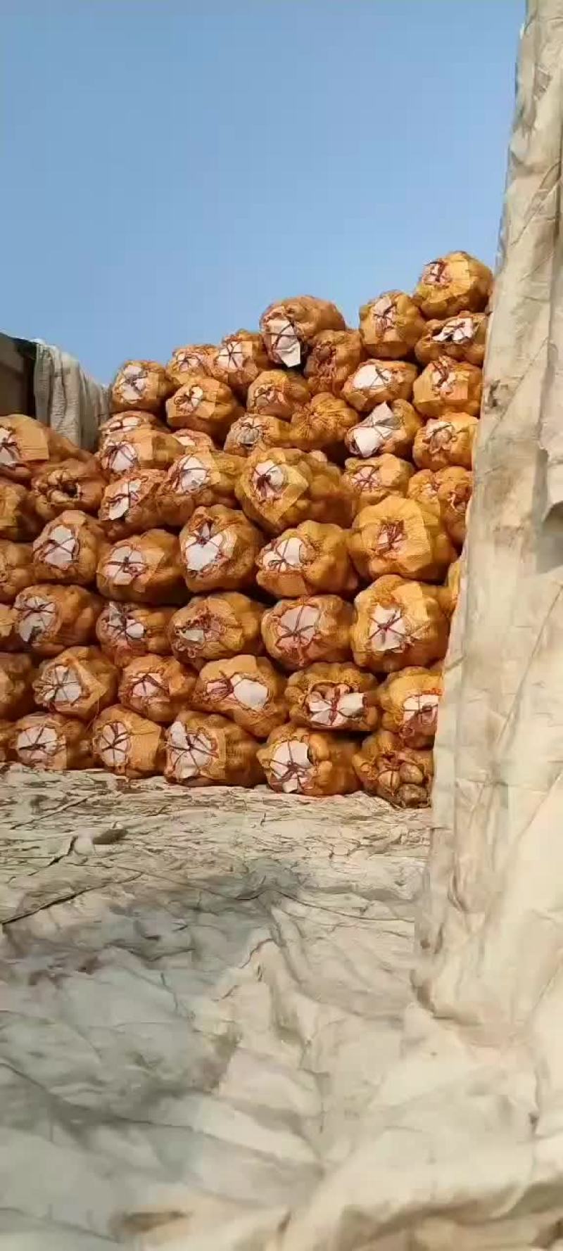 河北土豆大量供应中荷兰土豆