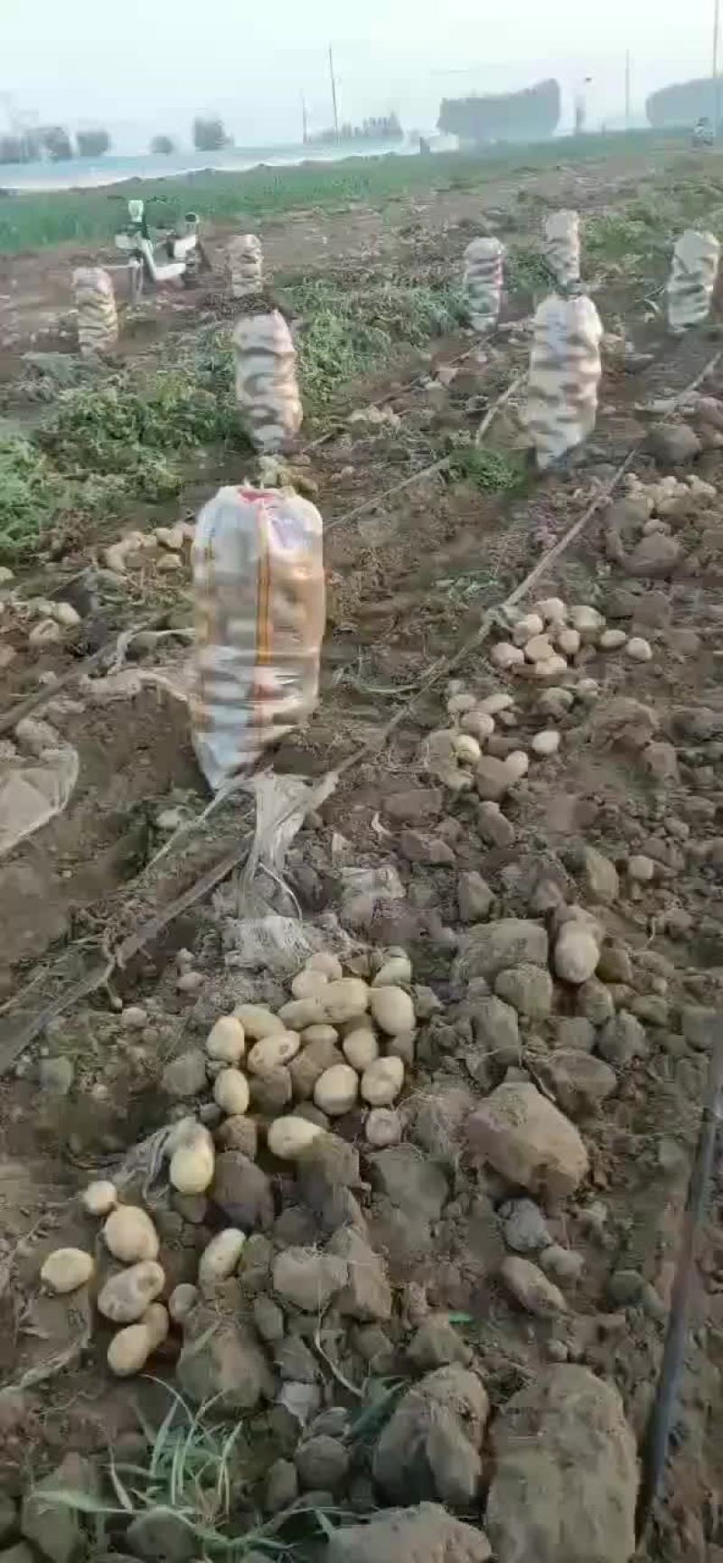 河北土豆大量供应中荷兰土豆