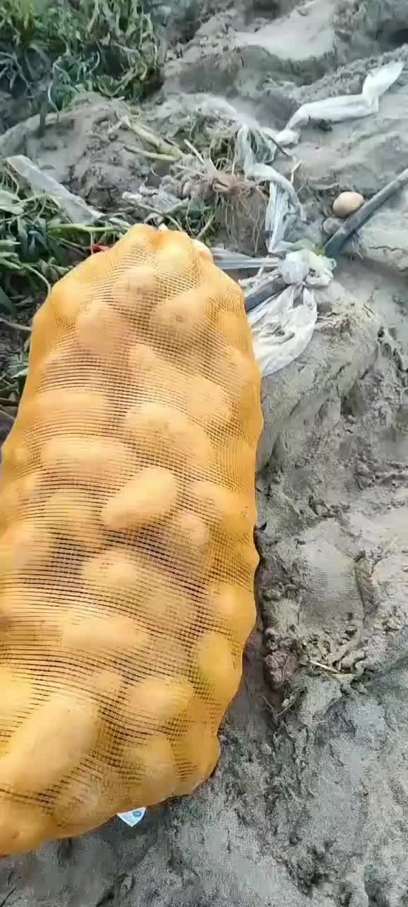 河北土豆大量供应中荷兰土豆