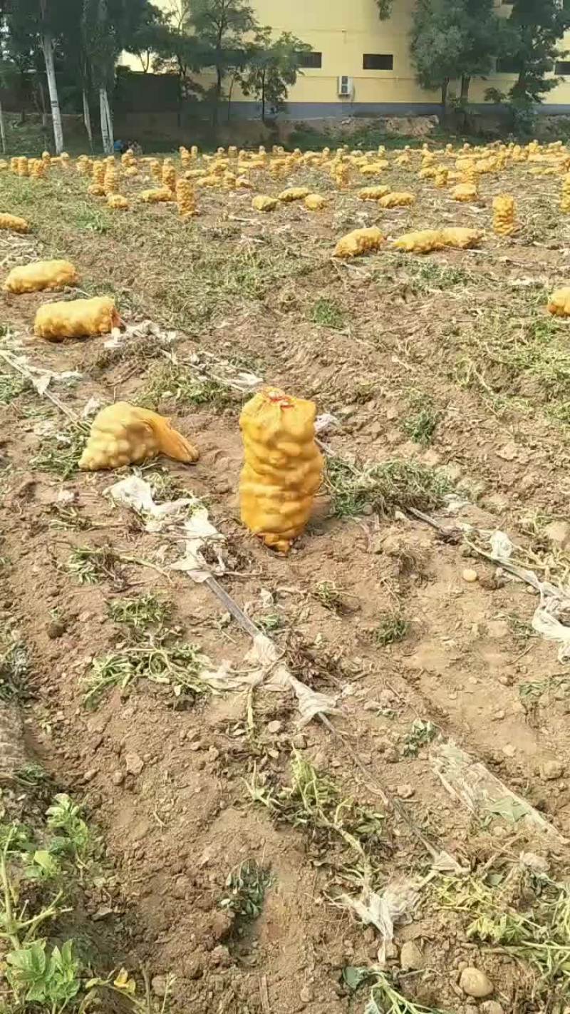 河北土豆大量供应中荷兰土豆