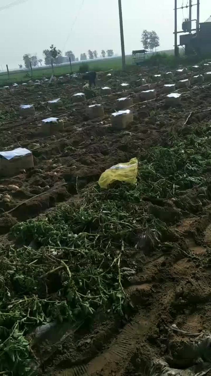 河北土豆大量供应中荷兰土豆