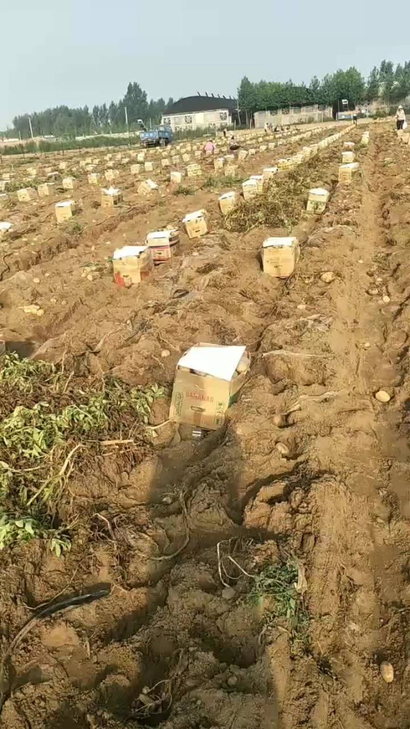 河北土豆大量供应中荷兰土豆