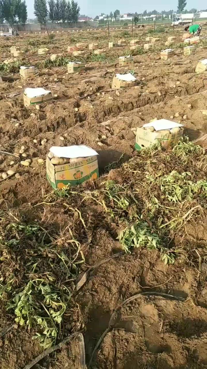 河北土豆大量供应中荷兰土豆