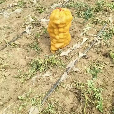 河北土豆大量供应中荷兰土豆