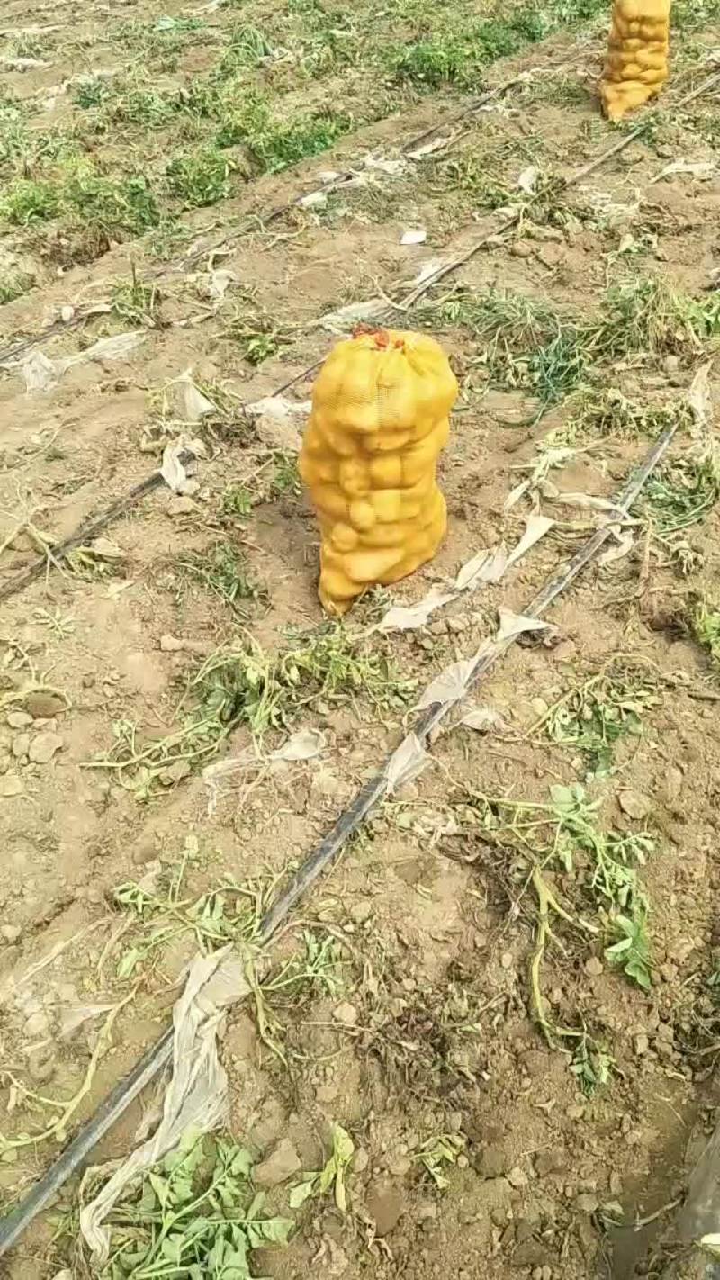 河北土豆大量供应中荷兰土豆