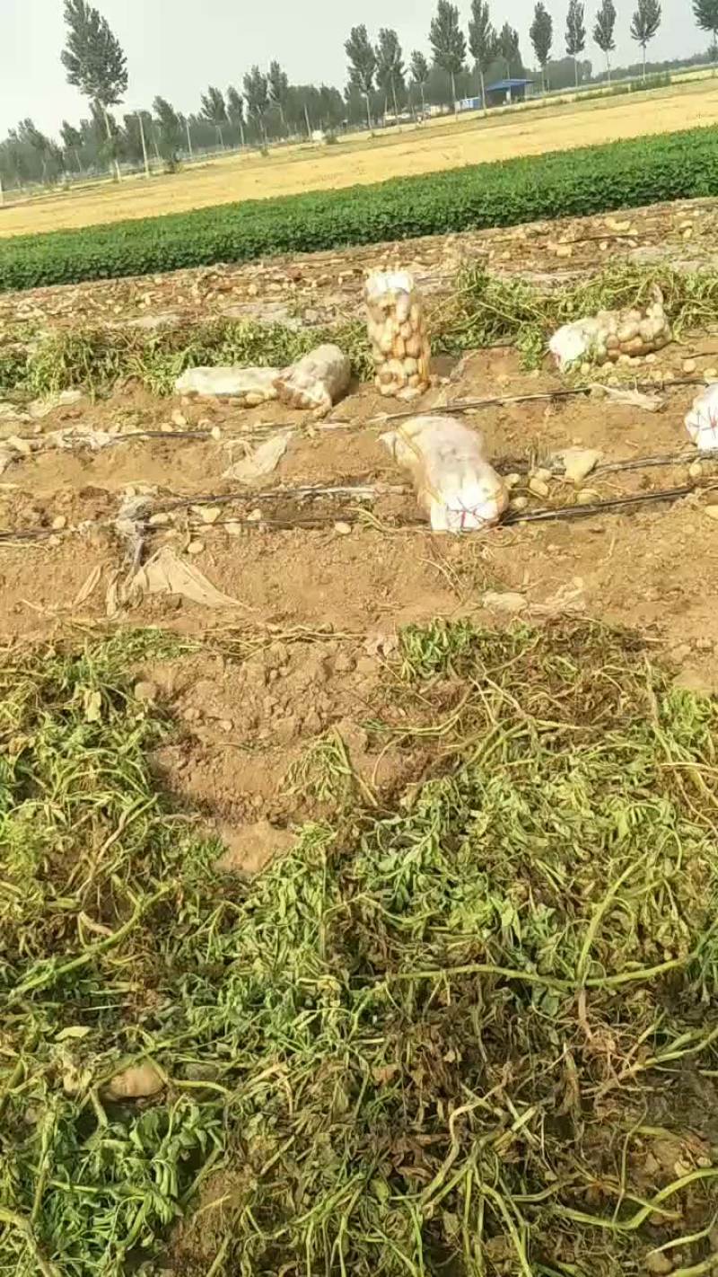 河北土豆大量供应中荷兰土豆
