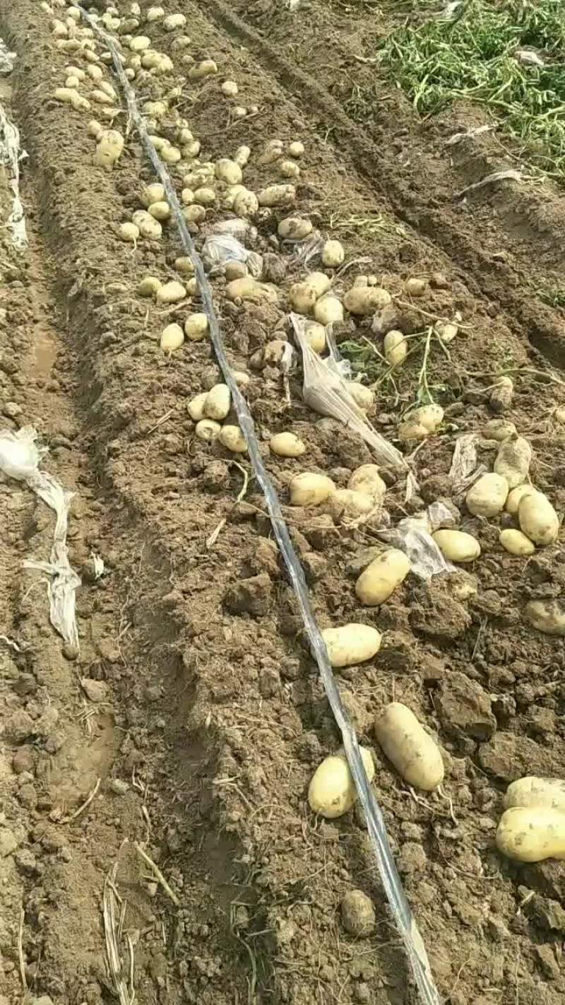 河北土豆大量供应中荷兰土豆