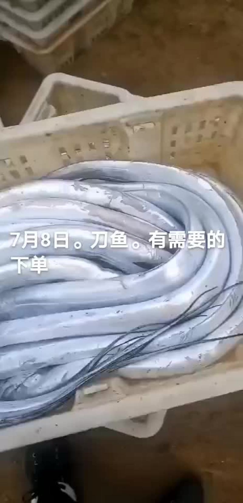 刀鱼