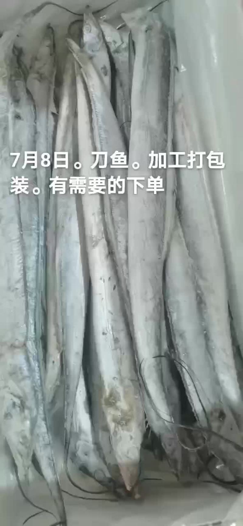 刀鱼