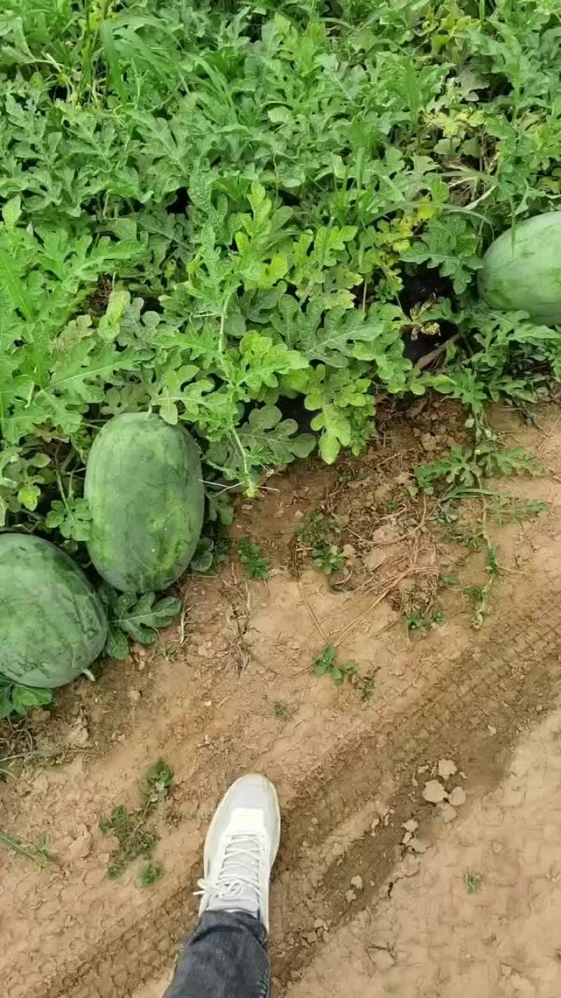 通许龙卷风大量热卖中头茬自生苗