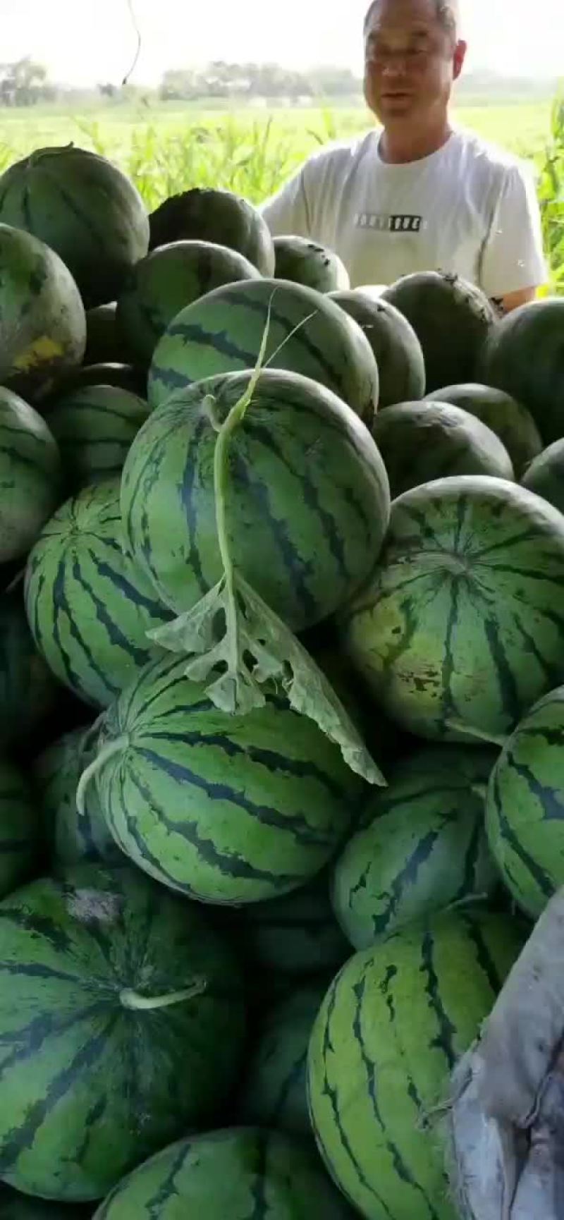 8424